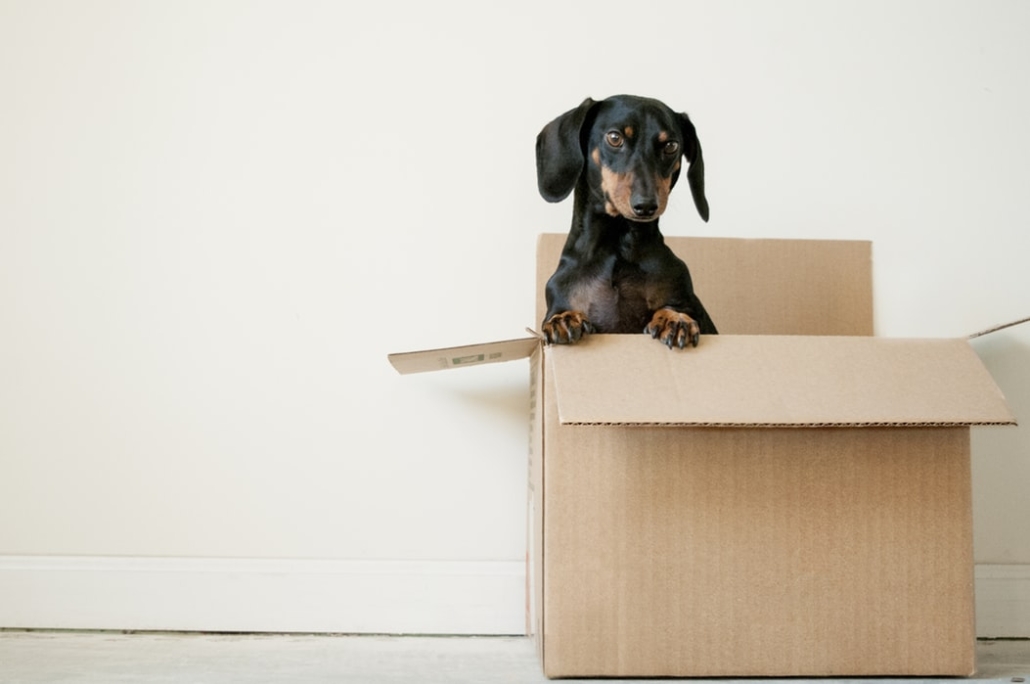 Dog in Moving Box | 3GuysMoving.com