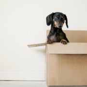 Dog in Moving Box | 3GuysMoving.com