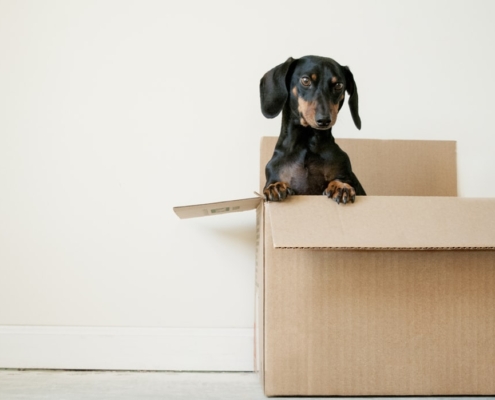 Dog in Moving Box | 3GuysMoving.com