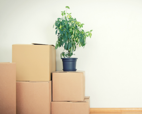 Houseplant on top of Moving Boxes | 3GuysMoving.com