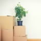Houseplant on top of Moving Boxes | 3GuysMoving.com